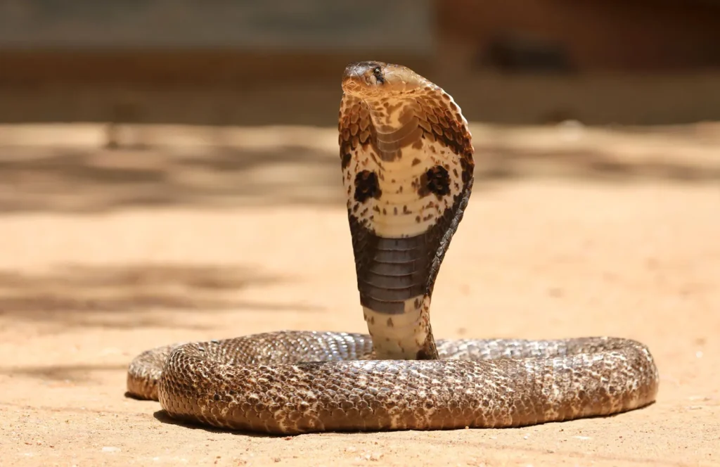 Indian cobra naja naja venonmous snake reptile