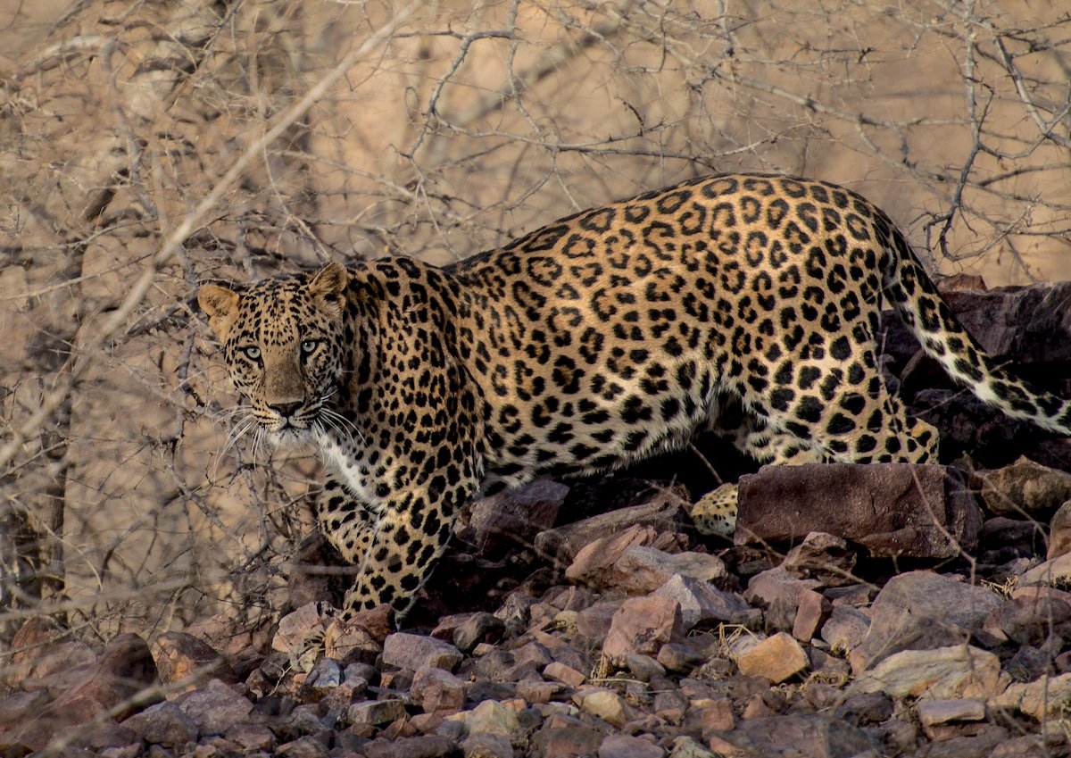 Asian leopard G558H2 cropped 1200px copy